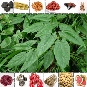 【淫羊藿提取物 淫羊藿甙/苷 保健原料 制藥原料植物提取物