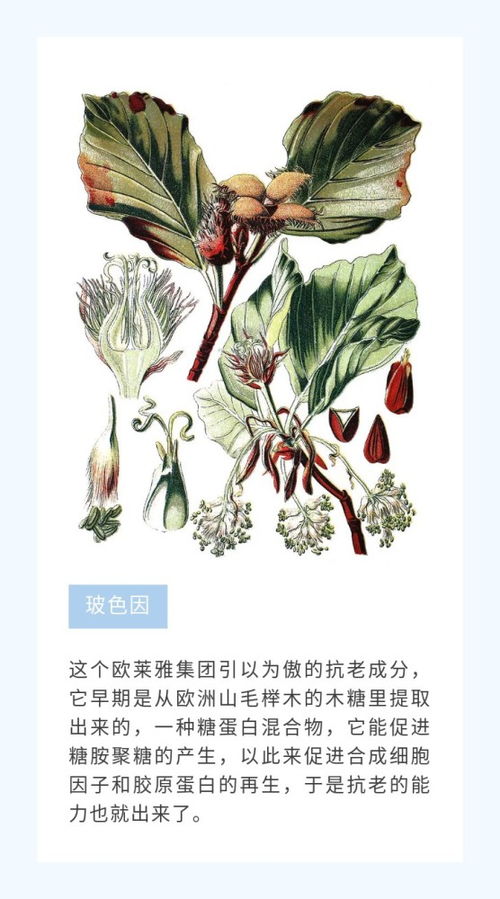 植物護膚品,植物提取物,怎么又成智商稅了