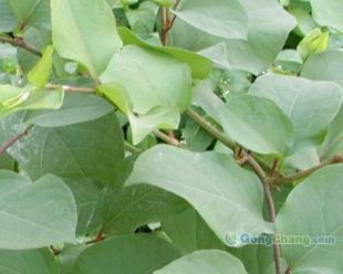 供應(yīng)虎杖甙 植物提取物_醫(yī)藥、保養(yǎng)_世界工廠網(wǎng)中國產(chǎn)品信息庫